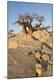 Photographic Print