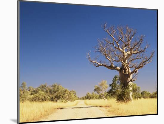 Boab Tree and Gravel Road, Kimberley, Western Australia, Australia, Pacific-Jochen Schlenker-Mounted Photographic Print