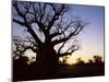 Boab Tree and Gravel Road, Kimberley, Western Australia, Australia, Pacific-Jochen Schlenker-Mounted Photographic Print