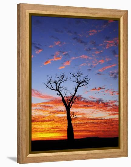 Boab Tree at Sunrise, Kimberley, Western Australia, Australia, Pacific-Schlenker Jochen-Framed Premier Image Canvas