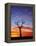 Boab Tree at Sunrise, Kimberley, Western Australia, Australia, Pacific-Schlenker Jochen-Framed Premier Image Canvas