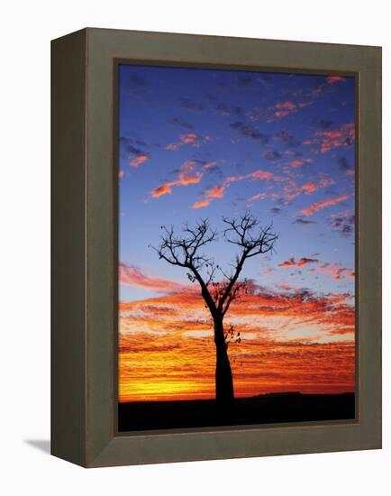 Boab Tree at Sunrise, Kimberley, Western Australia, Australia, Pacific-Schlenker Jochen-Framed Premier Image Canvas