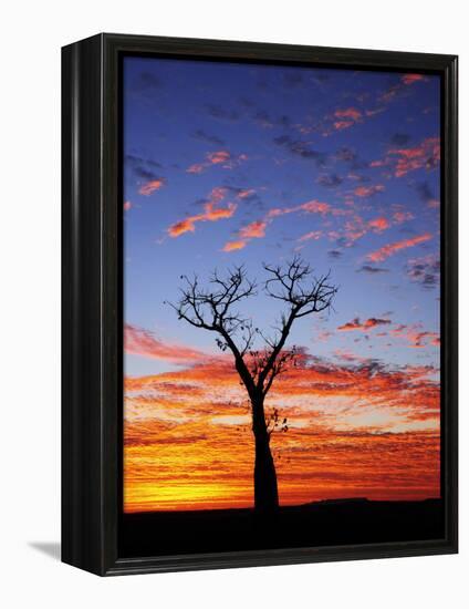 Boab Tree at Sunrise, Kimberley, Western Australia, Australia, Pacific-Schlenker Jochen-Framed Premier Image Canvas