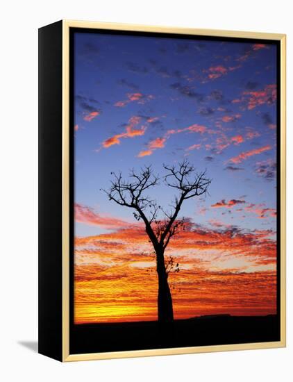 Boab Tree at Sunrise, Kimberley, Western Australia, Australia, Pacific-Schlenker Jochen-Framed Premier Image Canvas