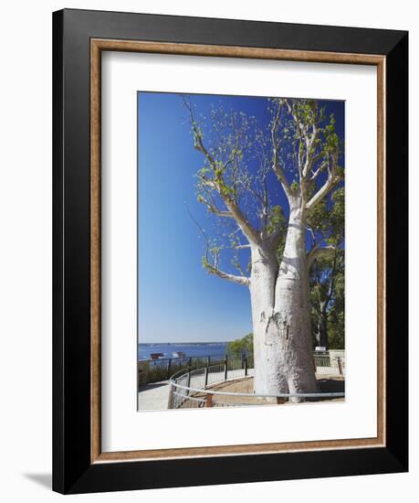 Boab Tree in King's Park, Perth, Western Australia, Australia, Pacific-Ian Trower-Framed Photographic Print