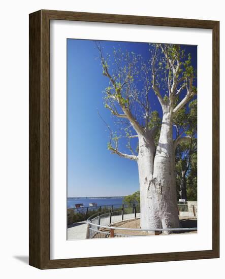 Boab Tree in King's Park, Perth, Western Australia, Australia, Pacific-Ian Trower-Framed Photographic Print