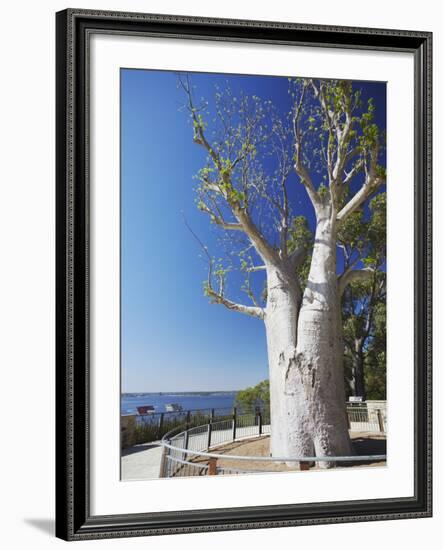 Boab Tree in King's Park, Perth, Western Australia, Australia, Pacific-Ian Trower-Framed Photographic Print