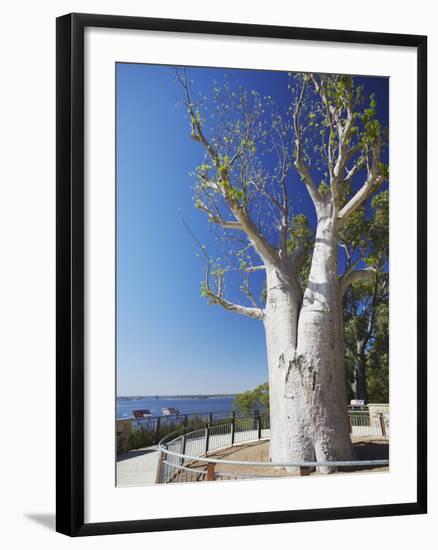 Boab Tree in King's Park, Perth, Western Australia, Australia, Pacific-Ian Trower-Framed Photographic Print