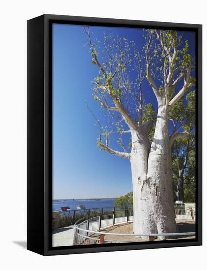 Boab Tree in King's Park, Perth, Western Australia, Australia-Ian Trower-Framed Premier Image Canvas