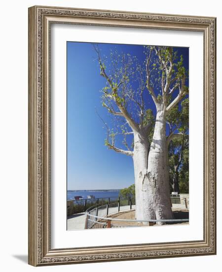 Boab Tree in King's Park, Perth, Western Australia, Australia-Ian Trower-Framed Photographic Print