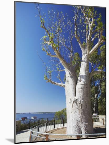 Boab Tree in King's Park, Perth, Western Australia, Australia-Ian Trower-Mounted Photographic Print