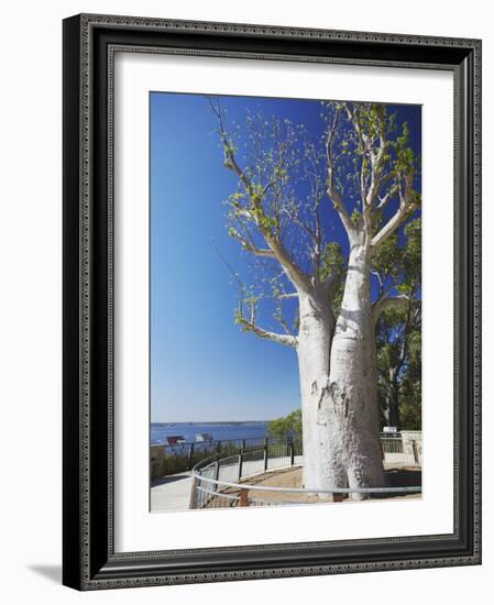 Boab Tree in King's Park, Perth, Western Australia, Australia-Ian Trower-Framed Photographic Print
