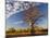 Boab Tree, Kimberley, Western Australia, Australia, Pacific-Schlenker Jochen-Mounted Photographic Print
