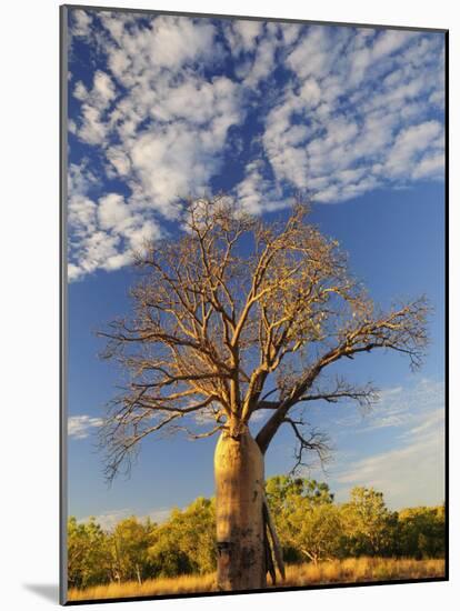 Boab Tree, Kimberley, Western Australia, Australia, Pacific-Schlenker Jochen-Mounted Photographic Print