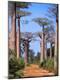 Photographic Print