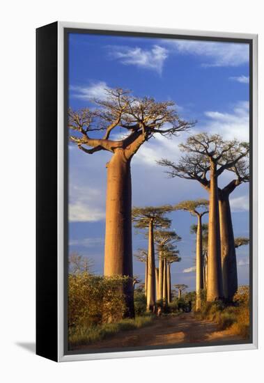 Boab Trees at Sunset-null-Framed Premier Image Canvas