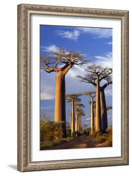 Boab Trees at Sunset-null-Framed Photographic Print