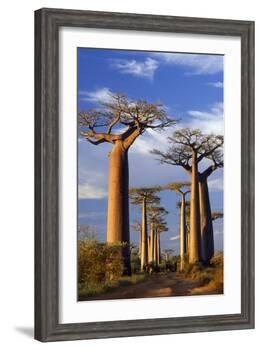 Boab Trees at Sunset-null-Framed Photographic Print
