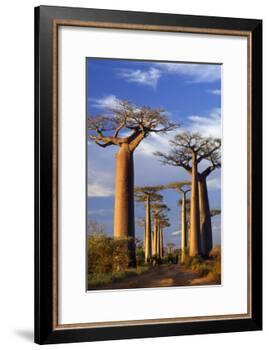 Boab Trees at Sunset-null-Framed Photographic Print