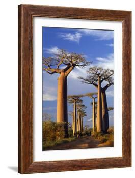 Boab Trees at Sunset-null-Framed Photographic Print