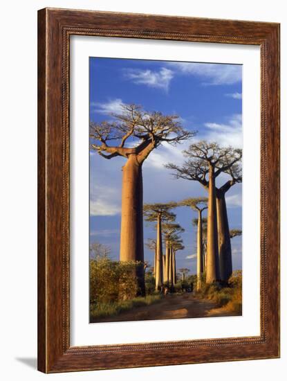 Boab Trees at Sunset-null-Framed Photographic Print
