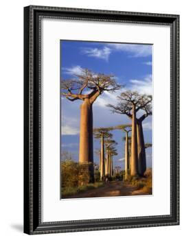 Boab Trees at Sunset-null-Framed Photographic Print