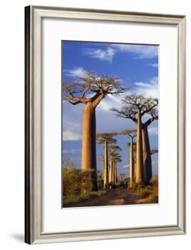 Boab Trees at Sunset-null-Framed Photographic Print