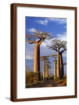 Boab Trees at Sunset-null-Framed Photographic Print