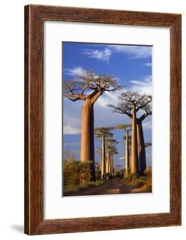 Boab Trees at Sunset-null-Framed Photographic Print