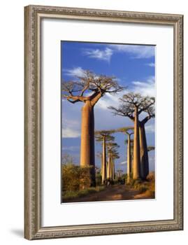 Boab Trees at Sunset-null-Framed Photographic Print