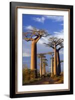 Boab Trees at Sunset-null-Framed Photographic Print