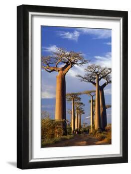Boab Trees at Sunset-null-Framed Photographic Print