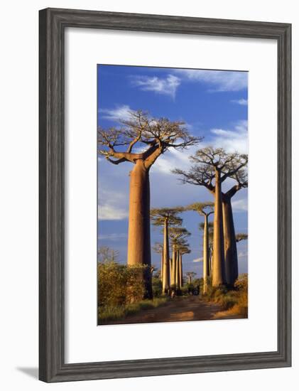 Boab Trees at Sunset-null-Framed Photographic Print