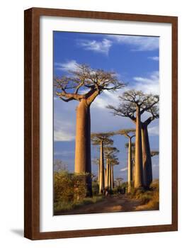 Boab Trees at Sunset-null-Framed Photographic Print