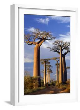 Boab Trees at Sunset-null-Framed Photographic Print