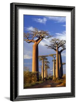 Boab Trees at Sunset-null-Framed Photographic Print