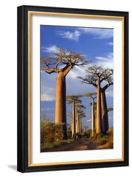 Boab Trees at Sunset-null-Framed Photographic Print