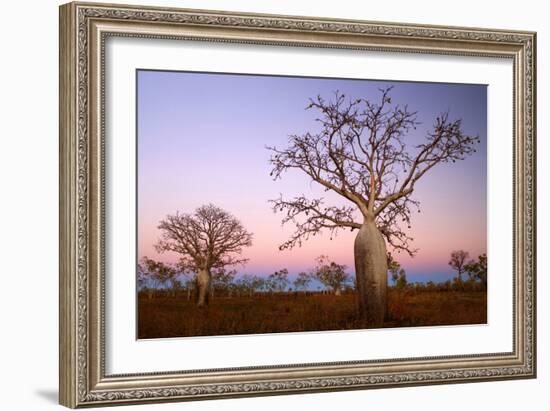 Boabs Bushland-null-Framed Photographic Print