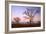 Boabs Bushland-null-Framed Photographic Print