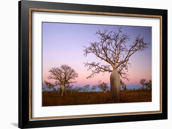 Boabs Bushland-null-Framed Photographic Print