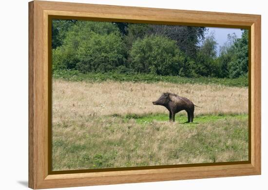 Boar/Hog Willow Sculpture in Meadow-null-Framed Premier Image Canvas