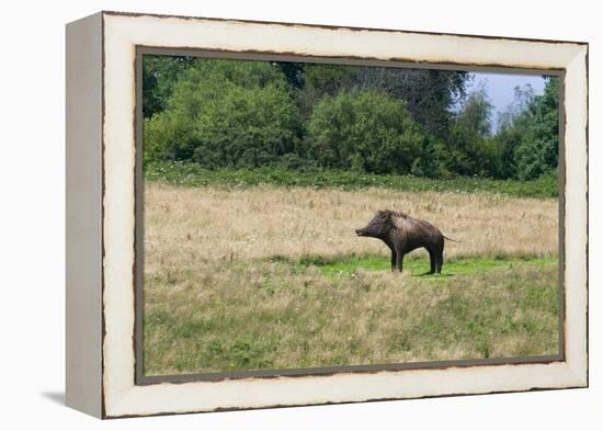 Boar/Hog Willow Sculpture in Meadow-null-Framed Premier Image Canvas