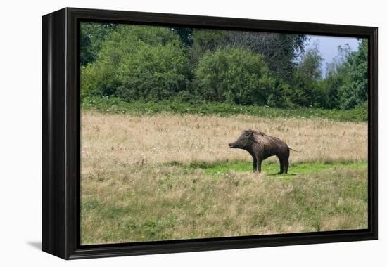 Boar/Hog Willow Sculpture in Meadow-null-Framed Premier Image Canvas