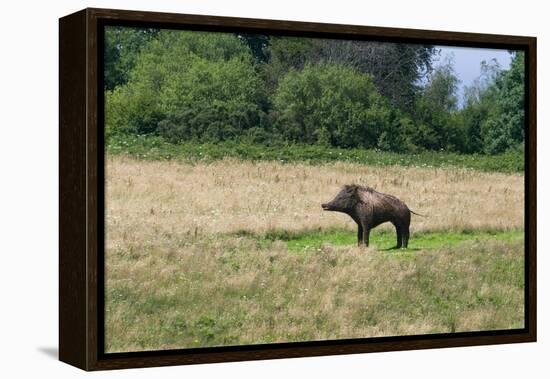 Boar/Hog Willow Sculpture in Meadow-null-Framed Premier Image Canvas