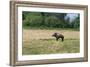 Boar/Hog Willow Sculpture in Meadow-null-Framed Photographic Print