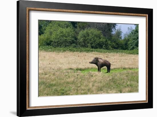 Boar/Hog Willow Sculpture in Meadow-null-Framed Photographic Print