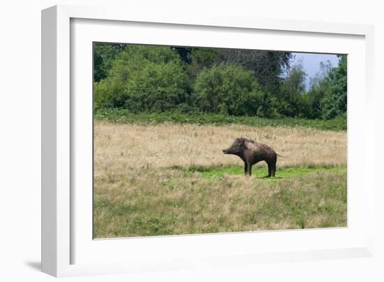 Boar/Hog Willow Sculpture in Meadow-null-Framed Photographic Print