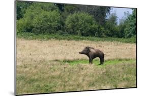 Boar/Hog Willow Sculpture in Meadow-null-Mounted Photographic Print