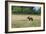 Boar/Hog Willow Sculpture in Meadow-null-Framed Photographic Print