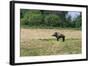 Boar/Hog Willow Sculpture in Meadow-null-Framed Photographic Print